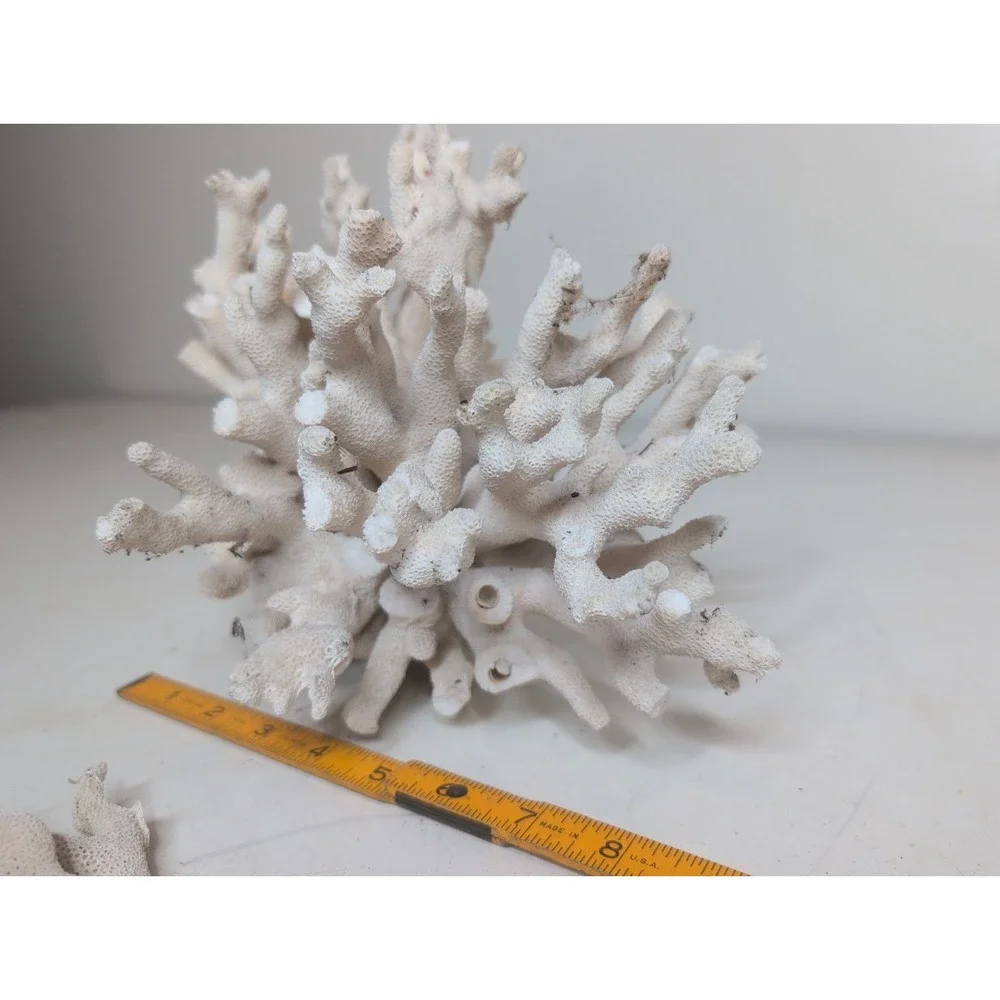 Coral Reef Cluster Specimen - 9